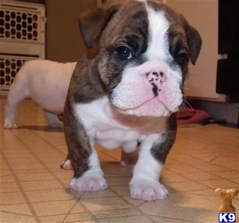 English Bulldog dog